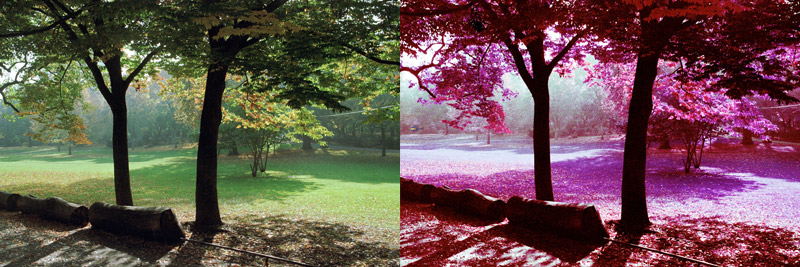 exemplo de LomoChrome Purple